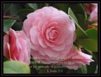 /album/textos-biblicos-en-imagenes/a7-jpg/